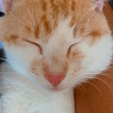 Photo de chat perdu à Montlucon