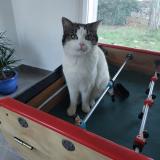 Photo de chat perdu à Nimes