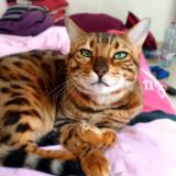 Photo de chat perdu à Amiens