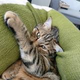 Photo de chat perdu à Compiegne