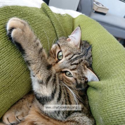 Photo 1/1 Chat retrouvé Perdu à Compiegne