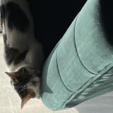 Photo de chat perdu à Gennevilliers