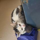 Photo de chat trouvé à Longjumeau