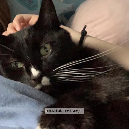 Photo 1/1 Chat retrouvé Perdu à Tourcoing
