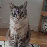 Photo de chat perdu à Cachan