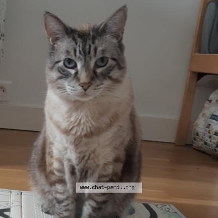 Photo 1/1 Chat retrouvé Perdu à Cachan