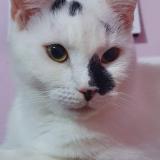 Photo de chat perdu à Doue La Fontaine