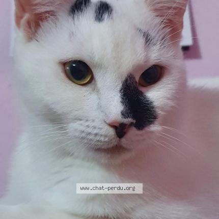 Photo 1/1 Chat retrouvé Perdu à Doue la fontaine