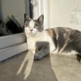 Photo de chat perdu à Cabasse