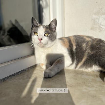 Photo 1/1 Chat retrouvé Perdu à Cabasse
