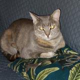 Photo de chat perdu à Limours