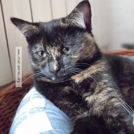 Photo 1/2 Tokyo Chat perdu à Yerres