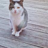 Photo de chat perdu à Naujac Sur Mer