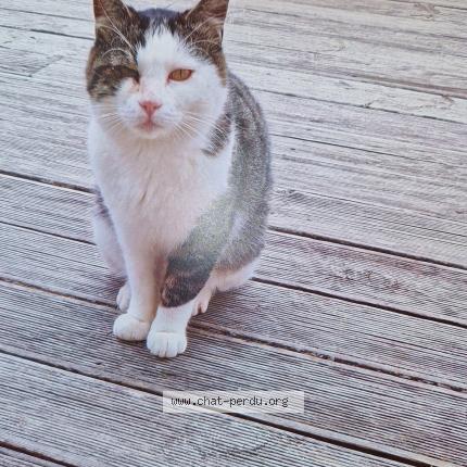 Photo 1/1 Chat retrouvé Perdu à Naujac Sur Mer