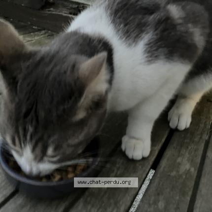 Photo 1/1 Chat retrouvé Trouvé à Nantes