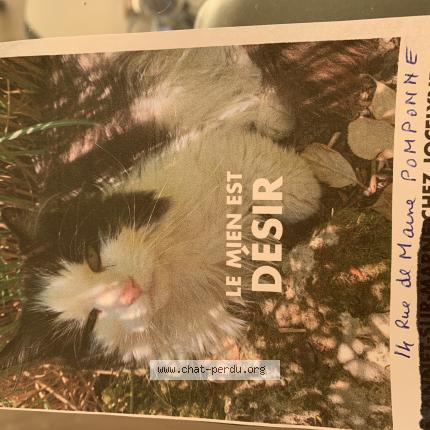 Photo 1/1 Chat retrouvé Perdu à Pomponne