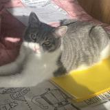 Photo de chat perdu à Cournon D Auvergne