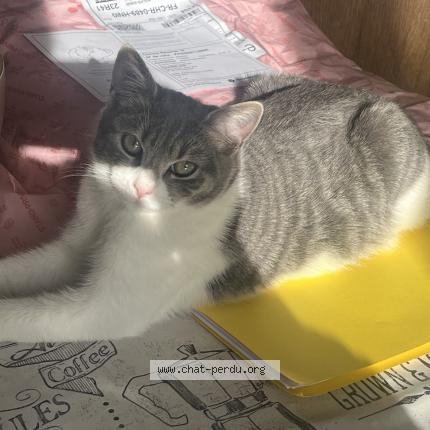 Photo 1/1 Chat retrouvé Perdu à Cournon D Auvergne