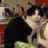 Photo de chat perdu à Sille Le Philippe