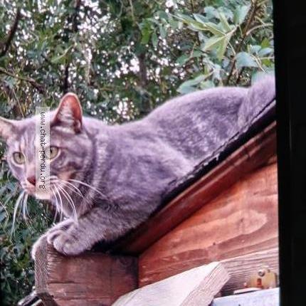 Photo 1/1 Kikivert Chat perdu à Beziers