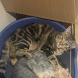 Photo de chat perdu à Meauzac