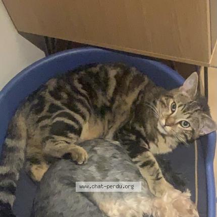Photo de chat perdu à Meauzac