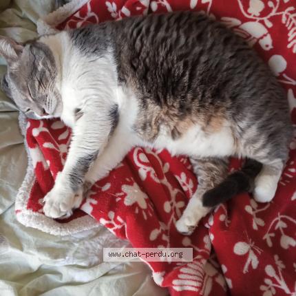 Photo de chat perdu à Saint Jacques De La Lande