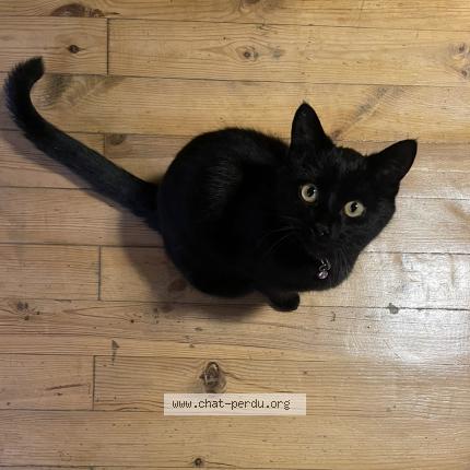 Photo 1/1 Chat retrouvé Perdu à Vaulnaveys le haut