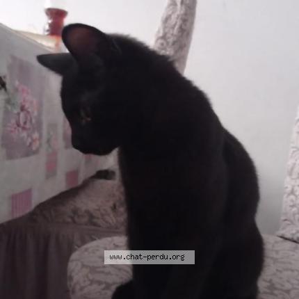 Photo de chat perdu à Saint Jean De Braye