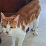 Photo de chat perdu à Saulxures Les Nancy