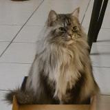 Photo de chat perdu à Toulouse