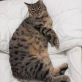 Photo de chat perdu à Saint Hippolyte Du Fort