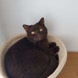 Photo de chat perdu à Tourbes