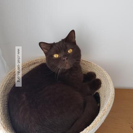 Photo 1/1 Chat retrouvé Perdu à Tourbes