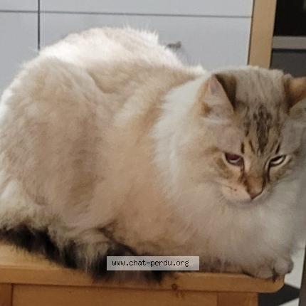 Photo 1/1 Chat retrouvé Perdu à Toulouse