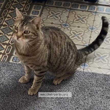 Photo 1/1 Chat retrouvé Perdu à Montreuil