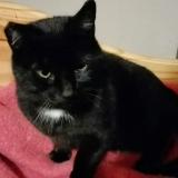 Photo de chat perdu à Saint Loup Sur Semouse