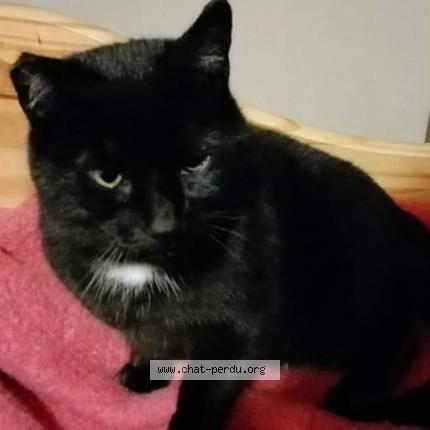 Photo 1/1 Chat retrouvé Perdu à Saint Loup Sur Semouse