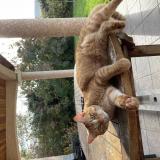 Photo de chat perdu à Chaville