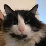 Photo de chat perdu à Assas