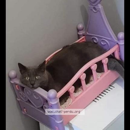 Photo de chat perdu à Vimarce