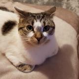 Photo de chat perdu à Toulouse