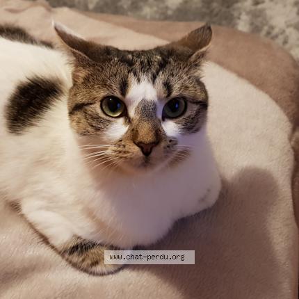 Photo 1/1 Chat retrouvé Perdu à Toulouse