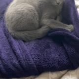 Photo de chat perdu à Montpellier