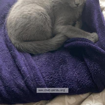 Photo 1/1 Chat retrouvé Perdu à Montpellier