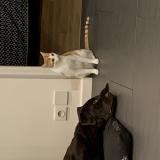 Photo de chat perdu à Pessac