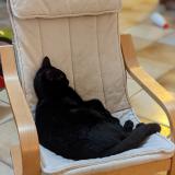 Photo de chat perdu à Nantes