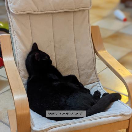 Photo 1/1 Chat retrouvé Perdu à Nantes