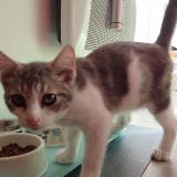 Photo de chat trouvé à Benesse Maremne