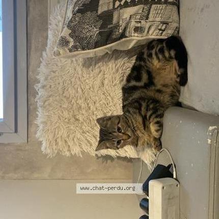 Photo 1/2 Chat retrouvé Perdu à Annemasse